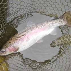 大安トラウトレイク釣果